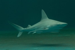 WCS Statement on Shark Fin Trade Elimination Act of 2016